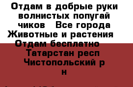 Отдам в добрые руки волнистых попугай.чиков - Все города Животные и растения » Отдам бесплатно   . Татарстан респ.,Чистопольский р-н